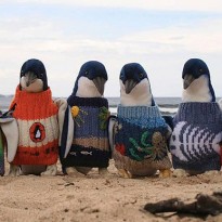 Cel mai batran om din Australia tricotează puloverase pentru pinguini
