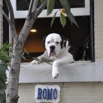Romo, cainele superstar din Washington, se mută